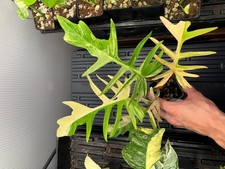 Philodendron florida beauty for sale  Atlanta