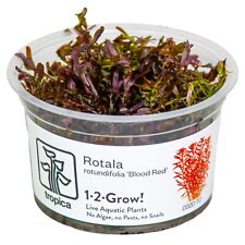 Rotala rotundifolia blood gebraucht kaufen  Püttlingen