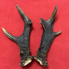 Pair roe deer for sale  DUNDEE