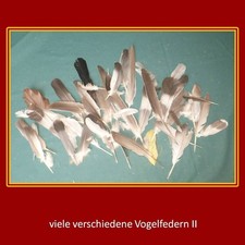 naturfedern gebraucht kaufen naturfedern gebraucht kaufen Köln