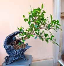 Bonsai penjing ficus usato  Macerata Campania