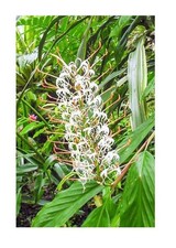 Hedychium gracile zier gebraucht kaufen  Pfullingen