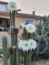 Cactus cierge. echinopsis d'occasion  Mèze