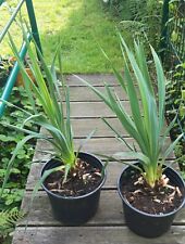 Yucca filamentosa palmlilie gebraucht kaufen  Ennepetal