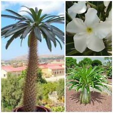 Semi pachypodium lamerei usato  Nizza di Sicilia