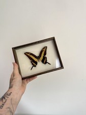 Vintage framed king for sale  RYDE