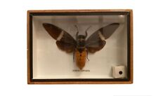 Mounted framed cicada for sale  Portland