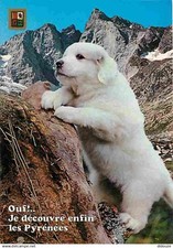 Animaux chiens chien d'occasion  Fruges