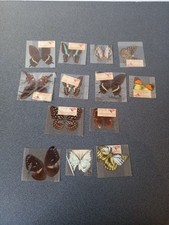 Lot papillons collection d'occasion  Redon