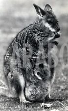 Vintage mamma canguro usato  Roma