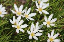 Zephyranthes candida marginal for sale  MARKET RASEN