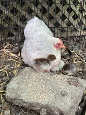 Pekin bantam eggs for sale  YORK