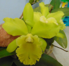 Blc. ports paradise for sale  Arcadia