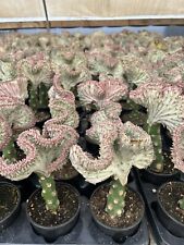 Dragon bones coral for sale  Oceanside