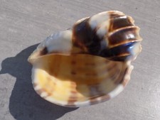 Coquillage :  NEW HARPIDAE HARPA CABRITI EXTRA XL de 105 mm  KENYA comprar usado  Enviando para Brazil