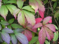 Parthenocissus virginia creepe for sale  MARCH