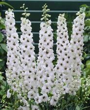 White delphinium galahad for sale  UK