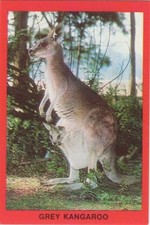 Tip Top Bread Australia - Canguru cinza com Joey (diferente) comprar usado  Enviando para Brazil