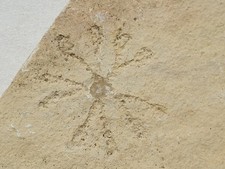 Traum saccocoma tenella gebraucht kaufen  Berg b.Neumarkt i.d.OPf.