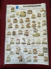 Affiche champignons illustrati d'occasion  Senlis