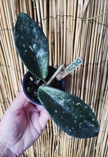 Rare hoya dalton for sale  Tampa