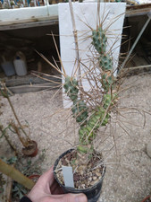 Tephrocactus paediophilus. cac usato  Civitanova Marche