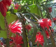 Epiphyllum cactus orchidée d'occasion  Montpellier-