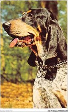 Ailp8 0807 chien d'occasion  France
