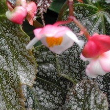 Rare begonia formosana for sale  San Francisco
