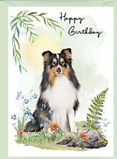 Shetland sheepdog sheltie for sale  YEOVIL