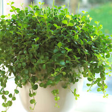Peperomia rotundifolia trailin for sale  UK