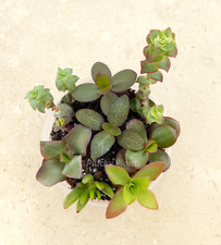 Crassula succulent plants for sale  FAKENHAM
