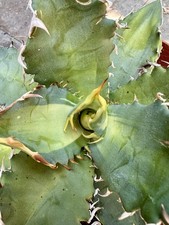 american agave for sale  San Diego