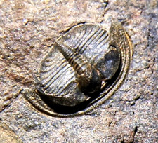 British ordovician trinucleid for sale  TELFORD