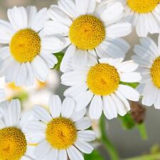 German chamomile seeds for sale  Minneapolis