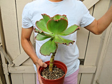Echeveria crimson tide for sale  Garden Grove