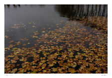 Fine art photo usato  Brescia