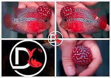 Live flowerhorn fish for sale  Plano