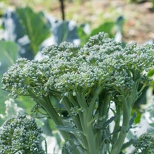 Broccoli sibsey hybrid for sale  IPSWICH