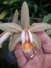 cattleya gebraucht kaufen cattleya gebraucht kaufen Glonn