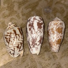 Vintage shells estate for sale  Broadway