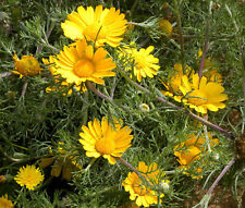 DAISY PALM SPRINGS Cladanthus Arabicus - 1.000 sementes a granel comprar usado  Enviando para Brazil