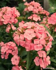Bartnelke newport pink gebraucht kaufen  Augsburg