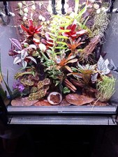 Regenwaldterrarium 60x60x45 un gebraucht kaufen Regenwaldterrarium 60x60x45 un gebraucht kaufen  Schaafheim