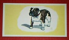 English bulldog vintage for sale  DERBY