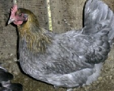 Blue copper marans for sale  Willisburg