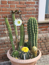 Mix cactus grandi usato  Virle Piemonte