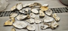 Austern muscheln deko gebraucht kaufen  Marl