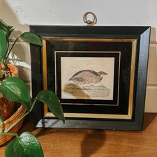 Vintage framed bird for sale  Louisa