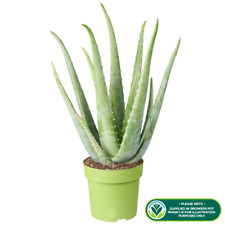 Medicinal aloe vera for sale  UK